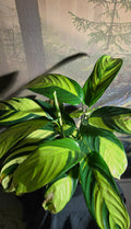 Ctenanthe Pilosa