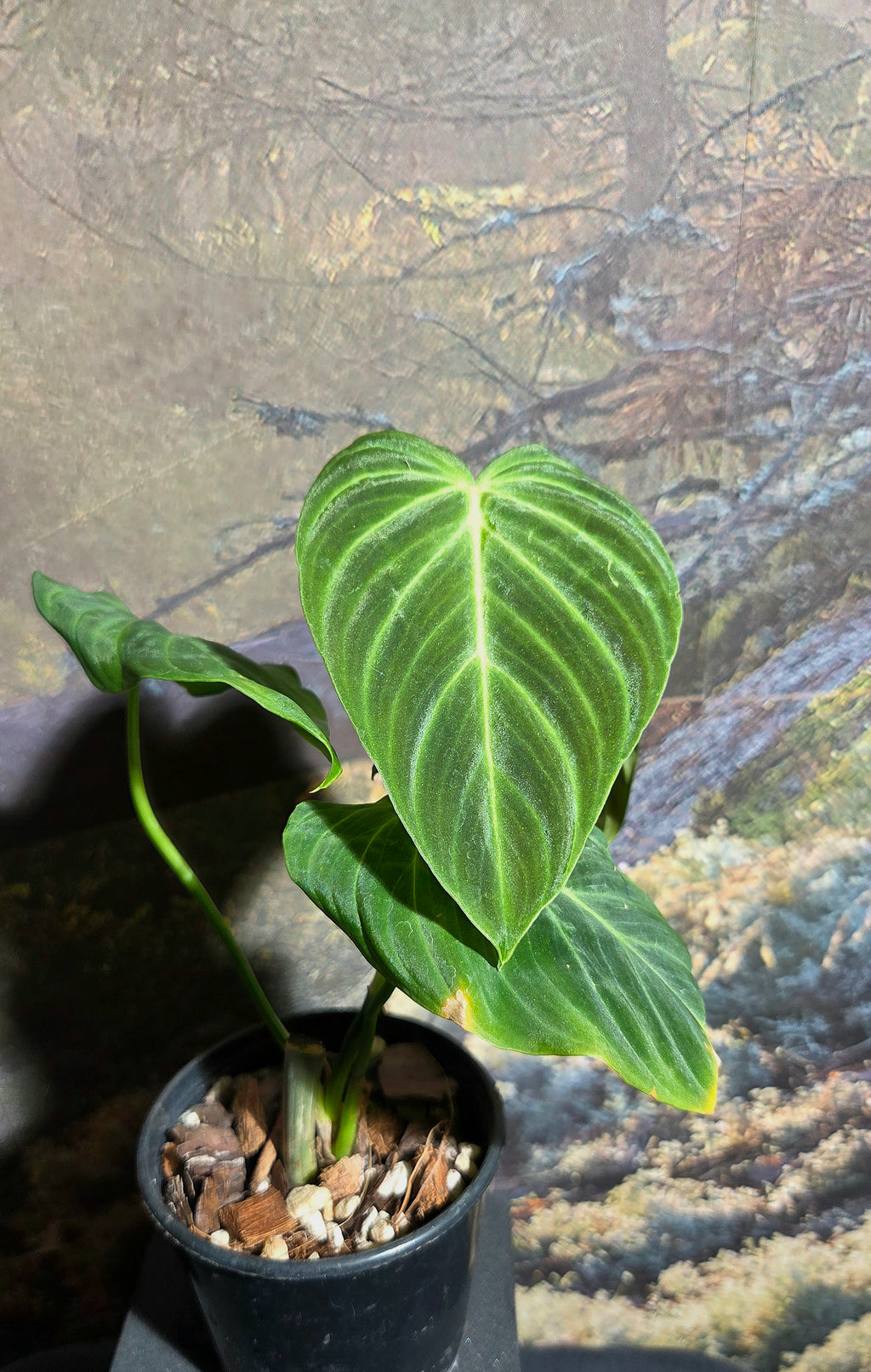 Philodendron Splendid