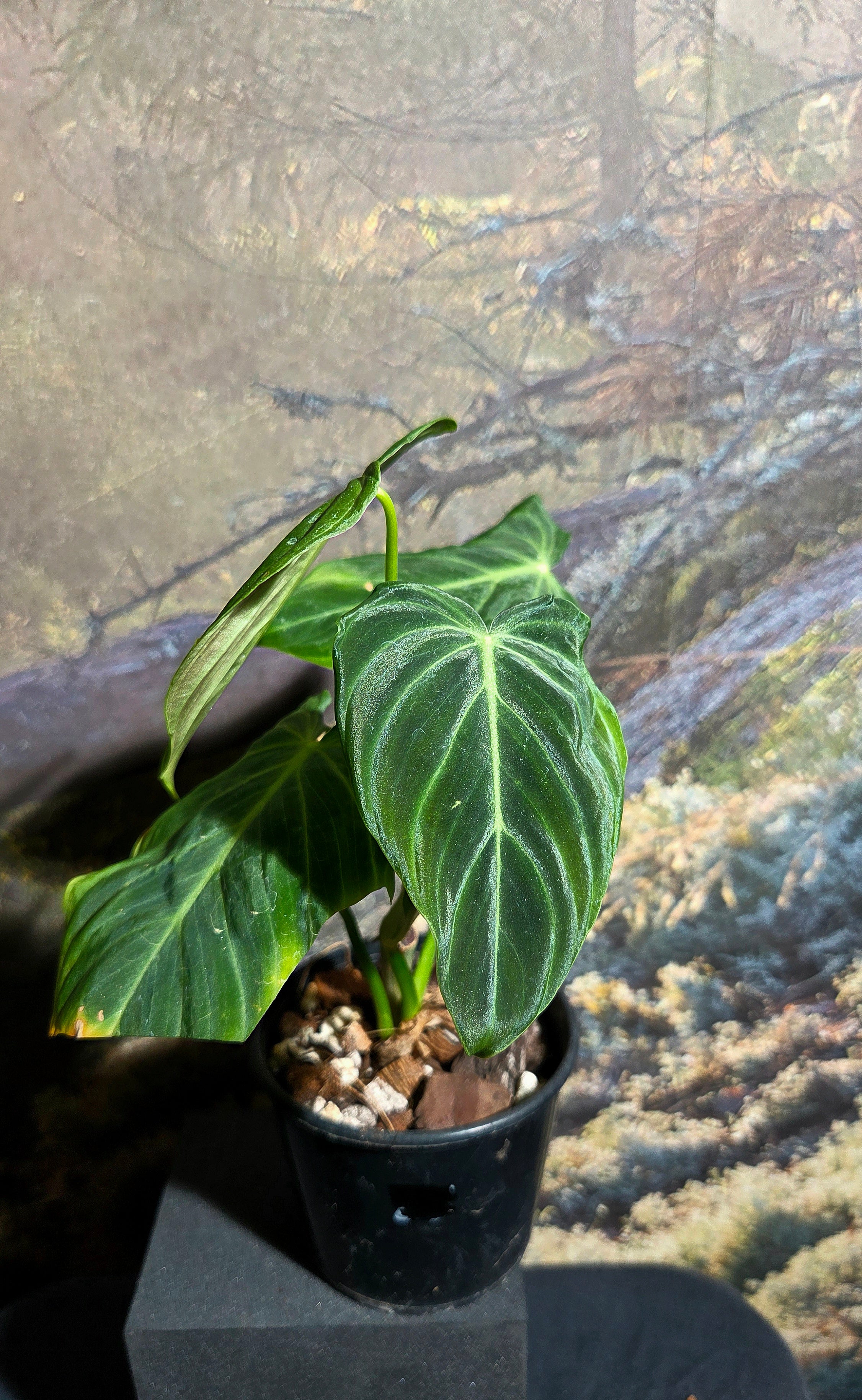 Philodendron Splendid