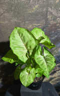 Syngonium sp