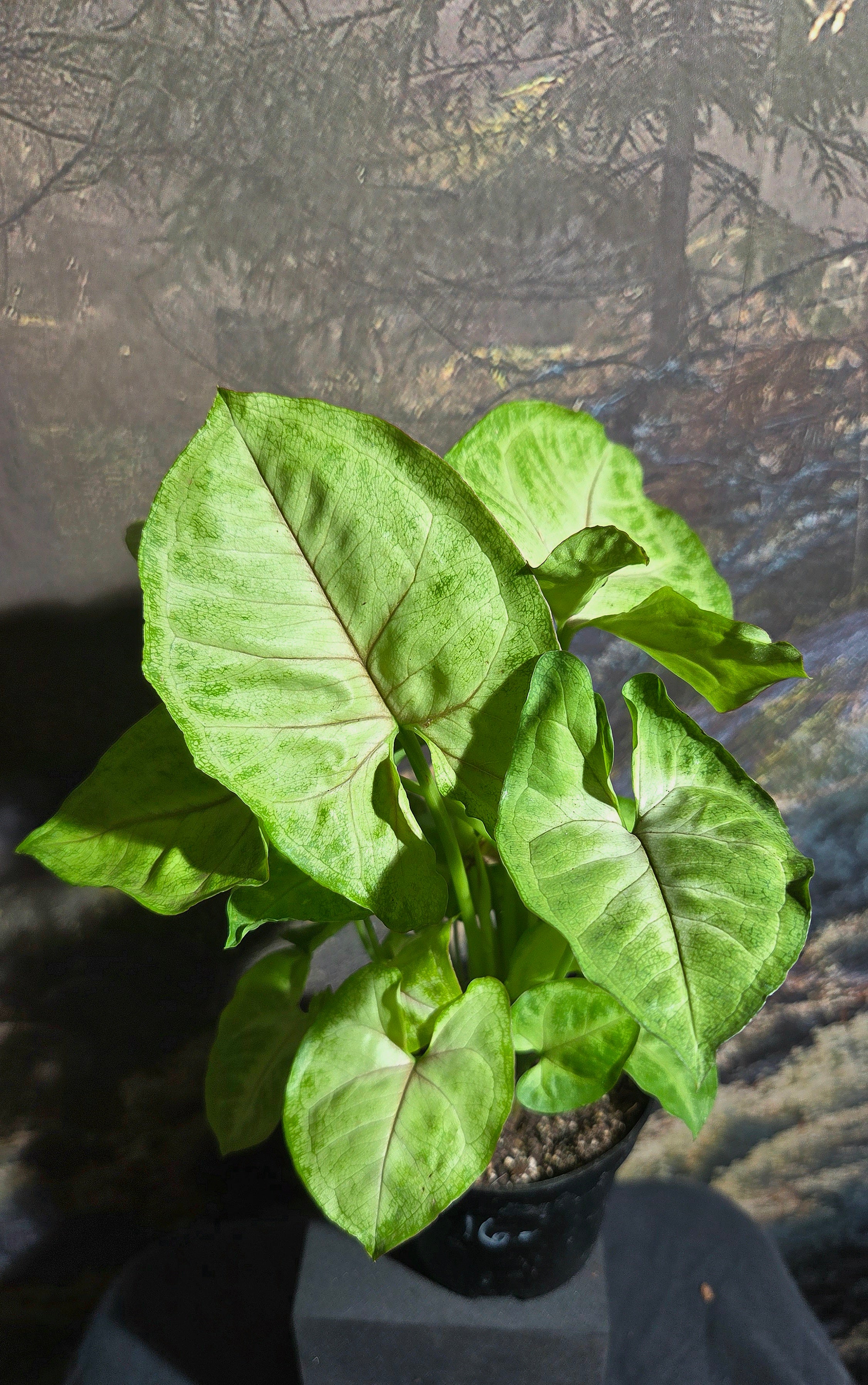 Syngonium sp