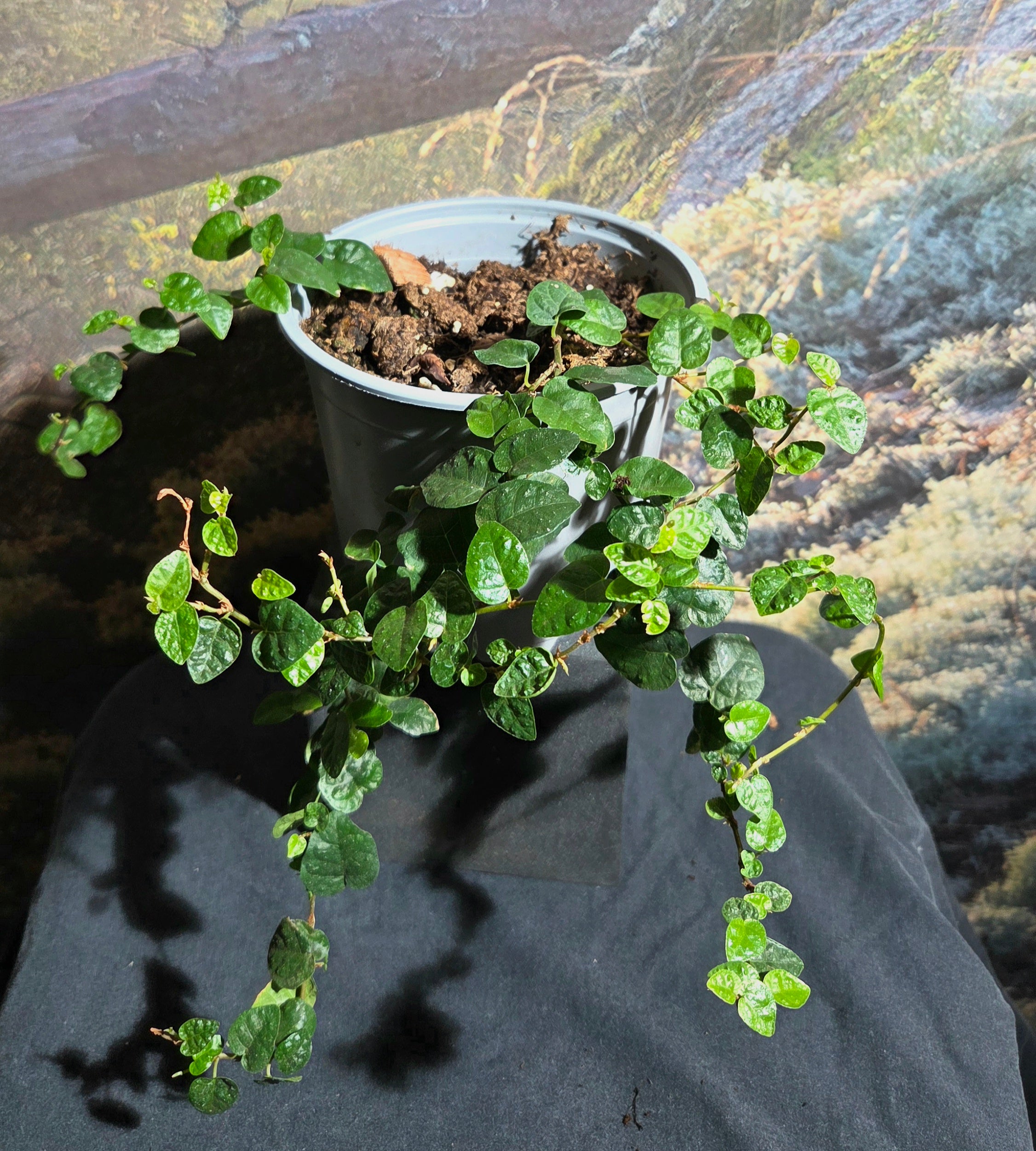 Ficus Pumila