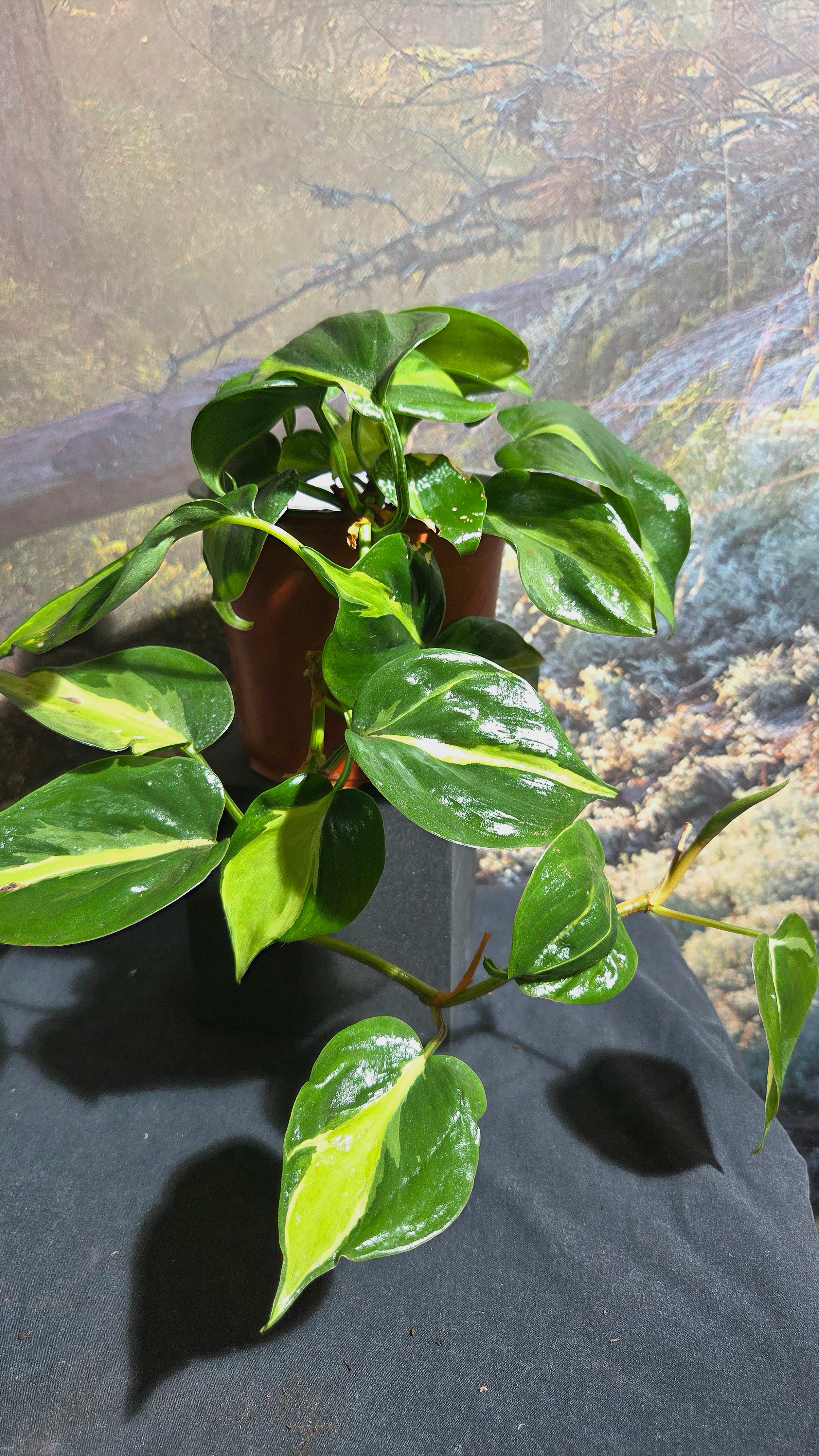 Philodendron Cream Splash
