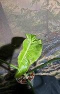 Philodendron Paraiso Verde