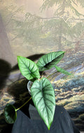 Alocasia Bisma Silver