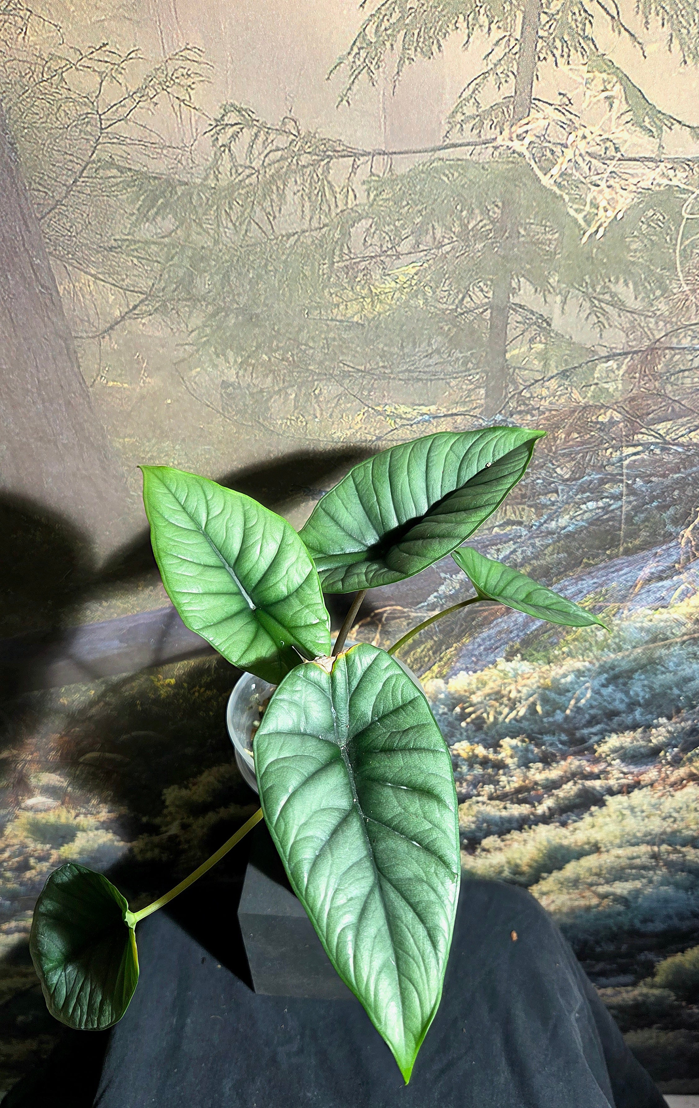 Alocasia Bisma Silver