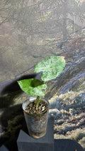 Alocasia Odora Batik