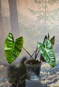Philodendron Billicosum