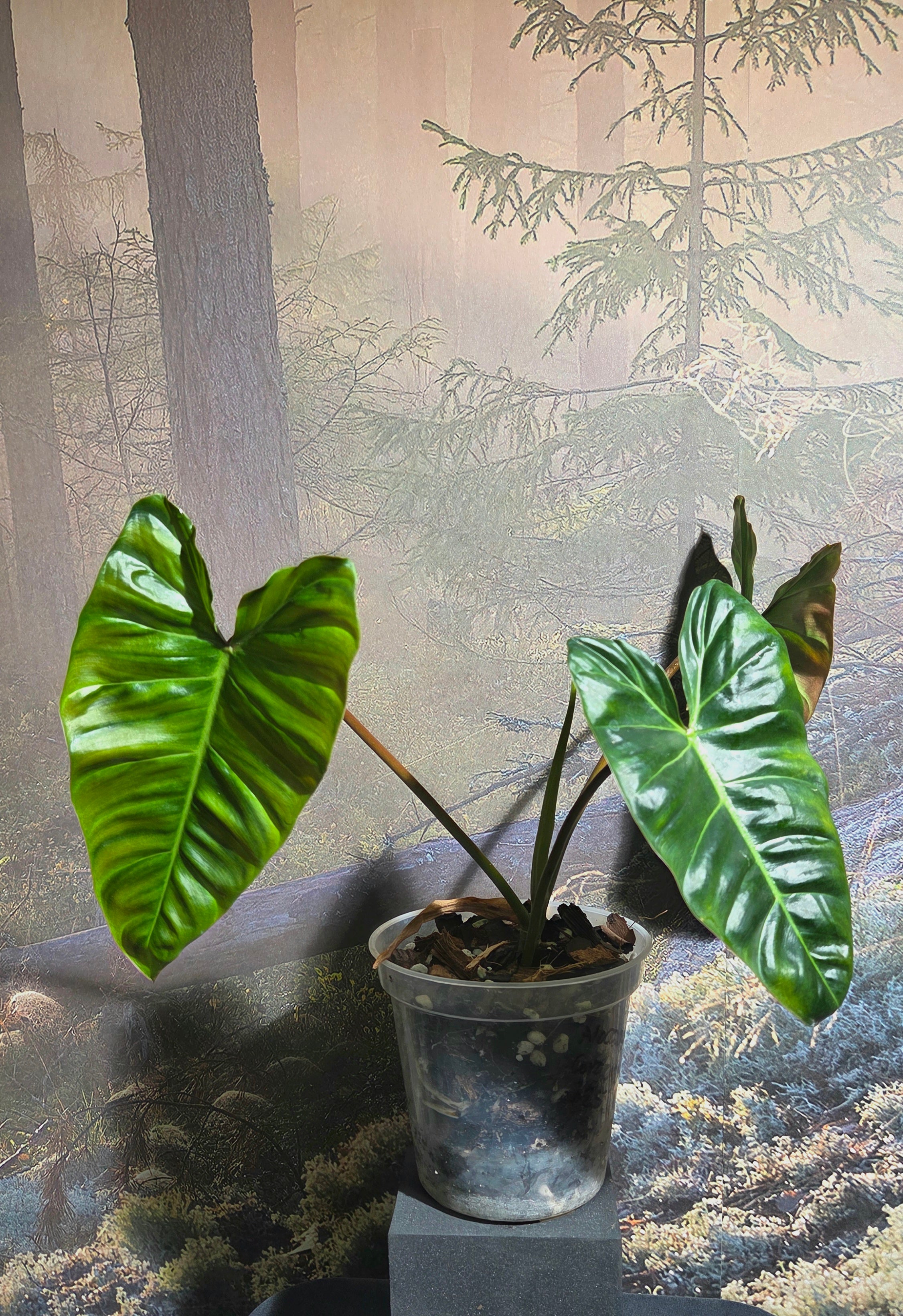 Philodendron Billicosum