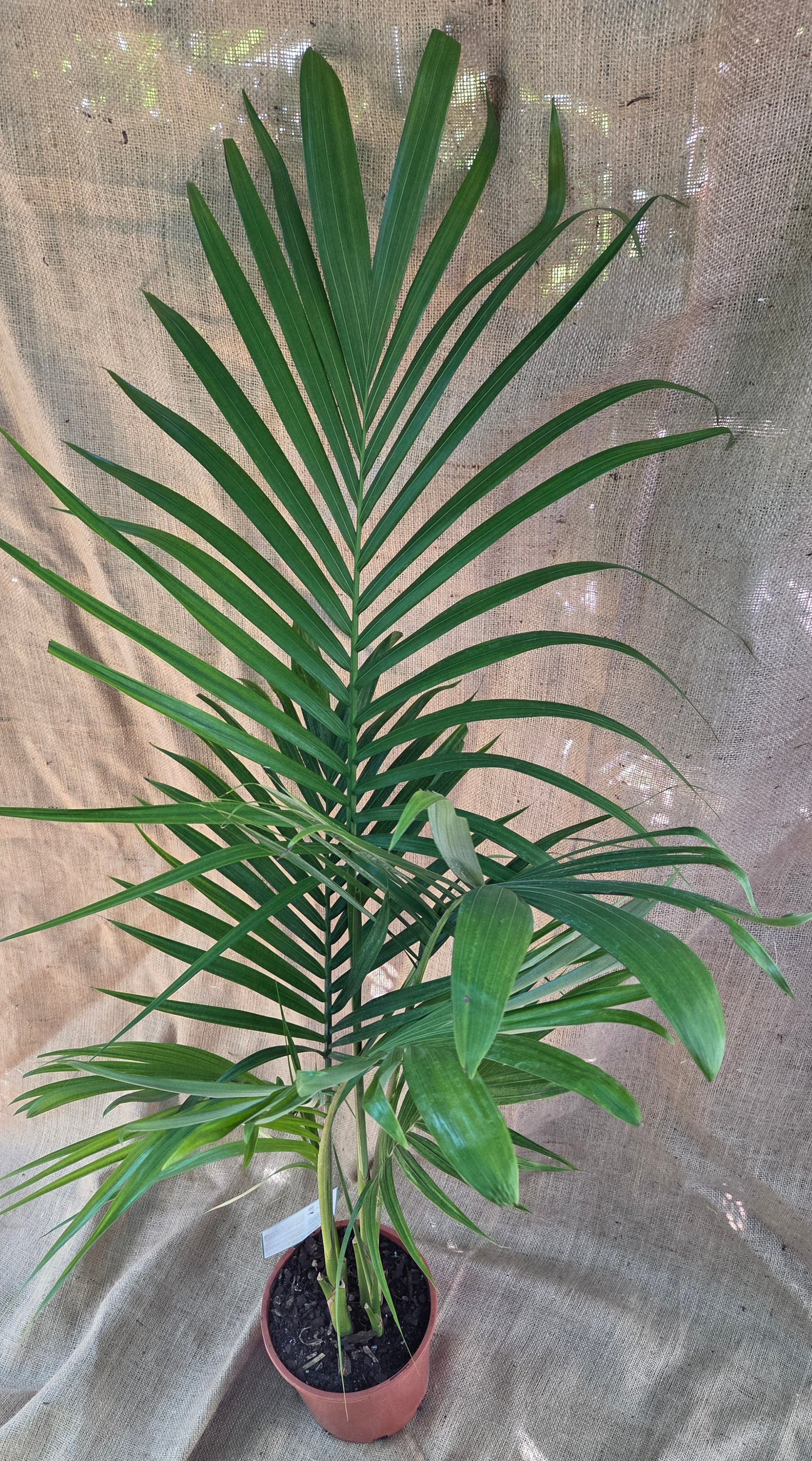 Alexander Palm