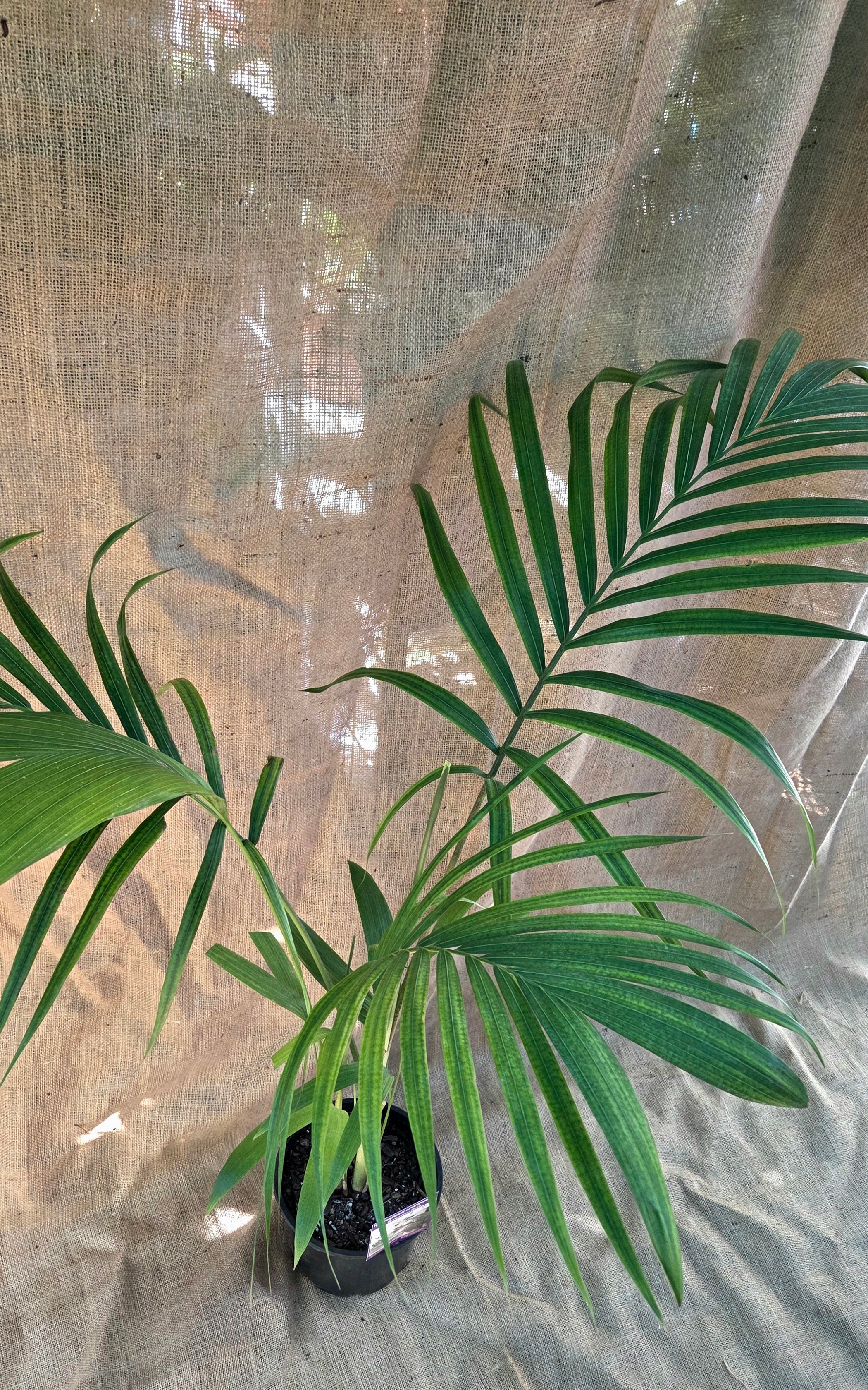 Bangalow palm