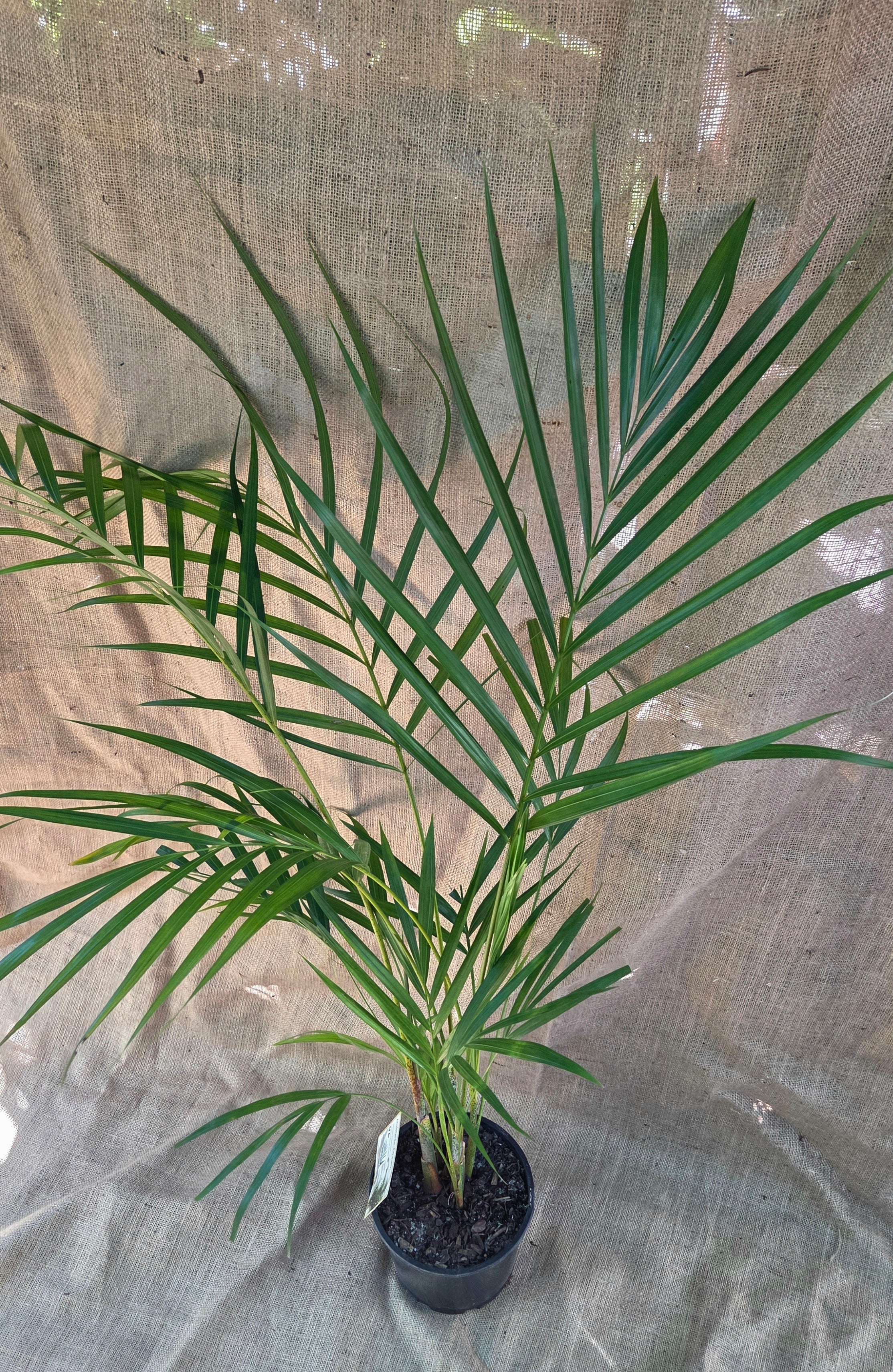 Golden cane palm