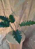 Philodendron Caramel Marple Reverted