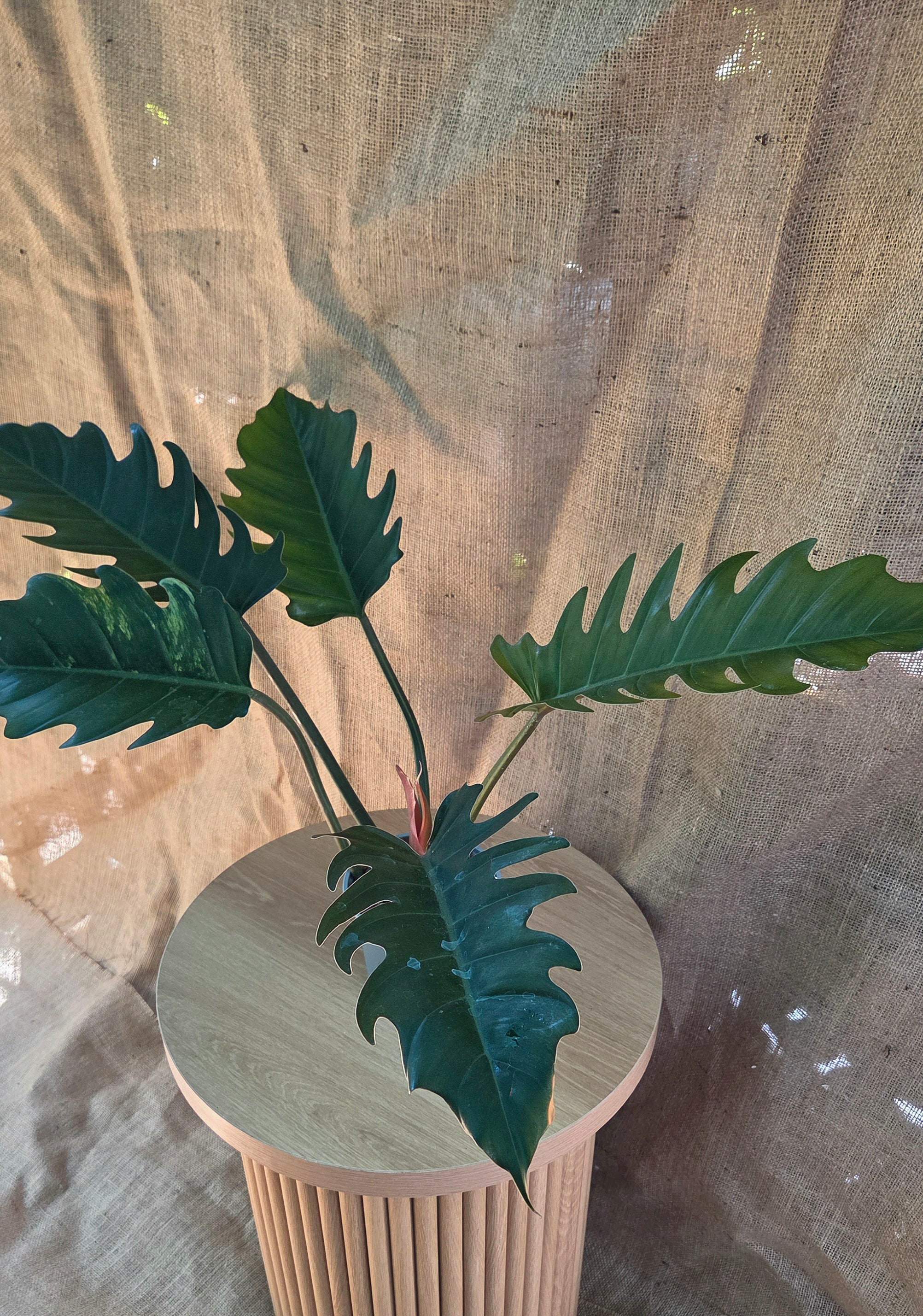 Philodendron Caramel Marple Reverted