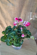 Cyclamen