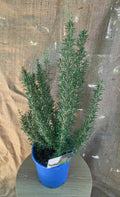 Rosemary Tuscan blue