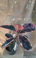 Ficus Elastica Ruby