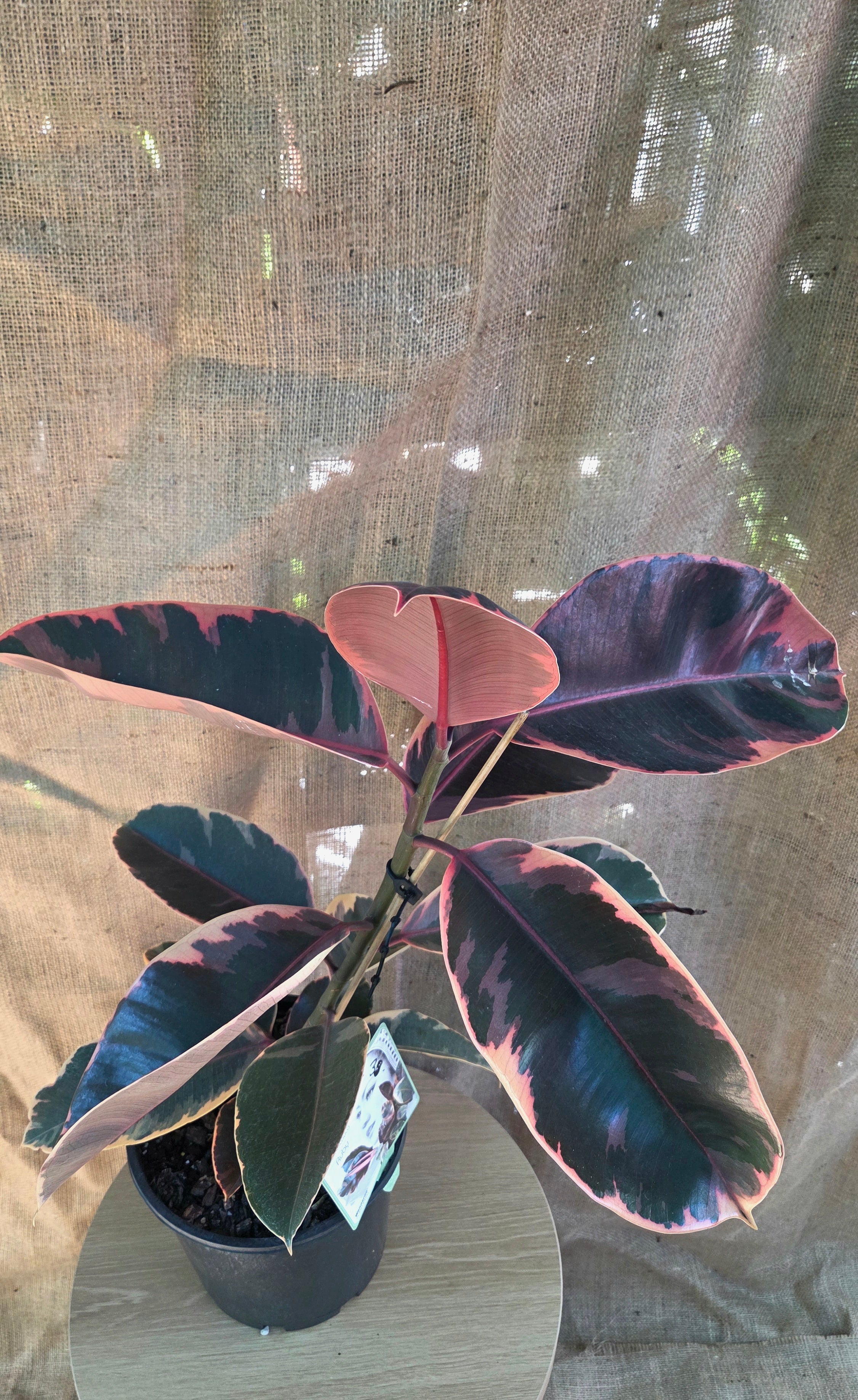 Ficus Elastica Ruby