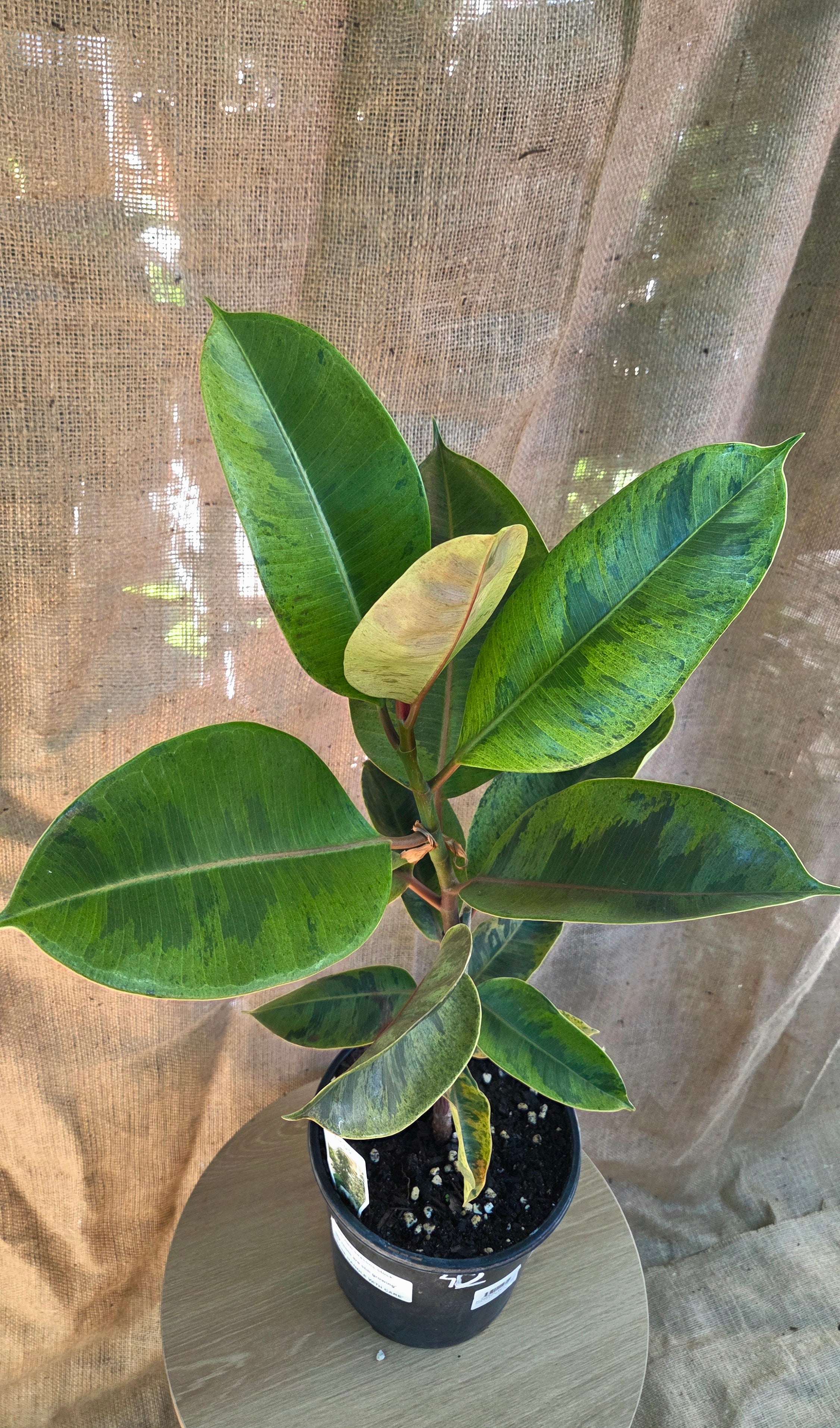 Ficus Elasica Shivereana