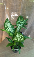 Dieffenbachia sp