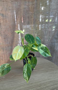 Philodendron Burle Marx variegated