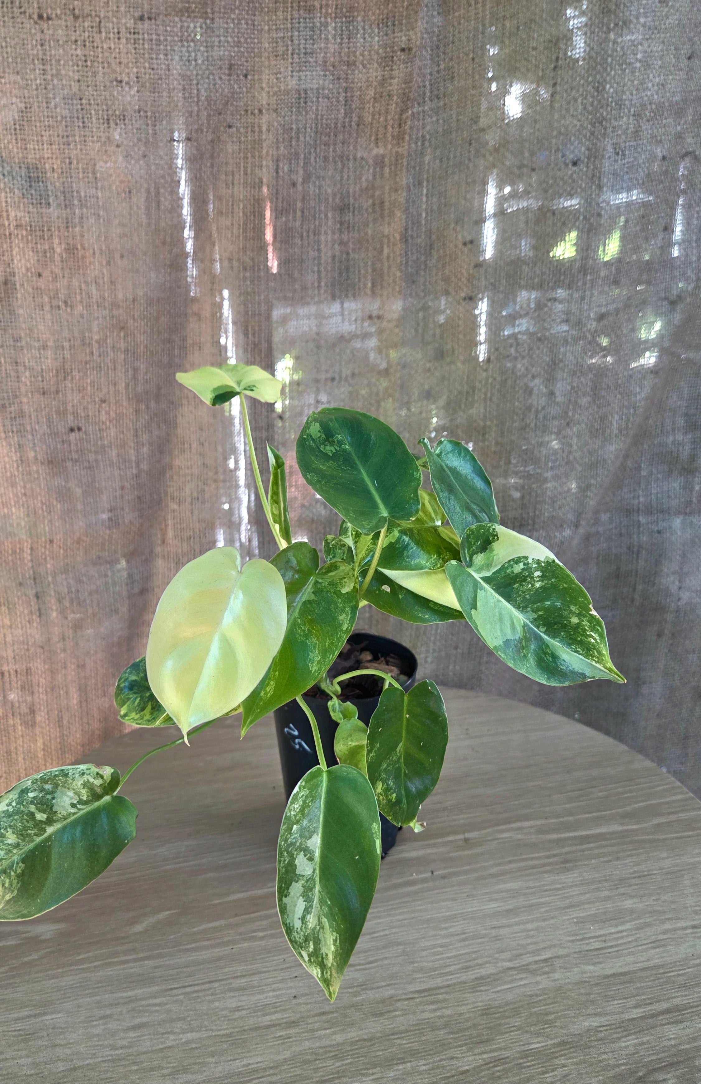 Philodendron Burle Marx variegated