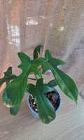 Philodendron Florida
