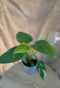 Philodendron White Princess