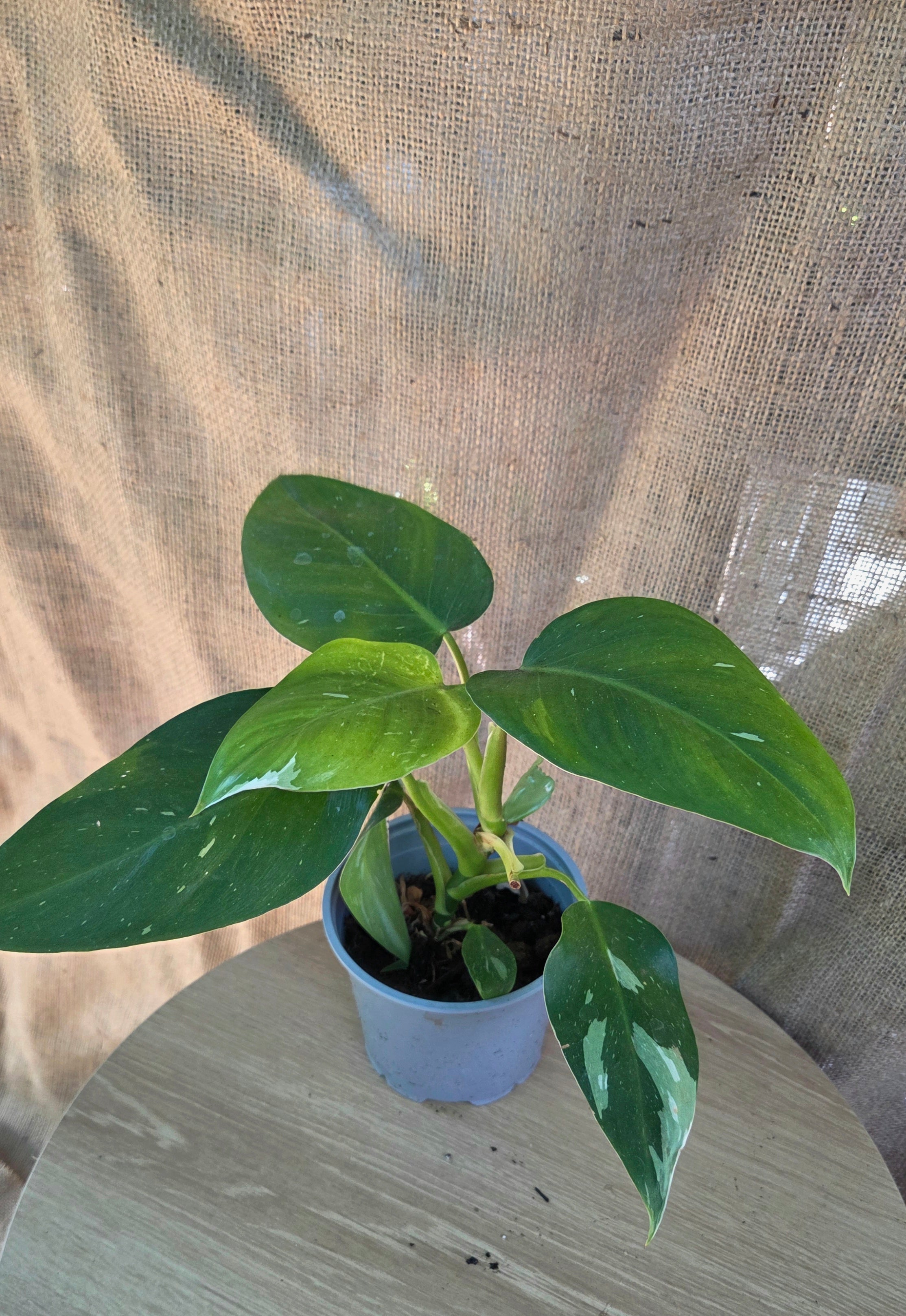 Philodendron White Princess
