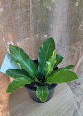 Asplenium Nidus