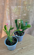 Zygo cactus mix
