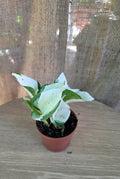 Epipremnum MANJULA