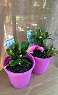 Zygo PINK