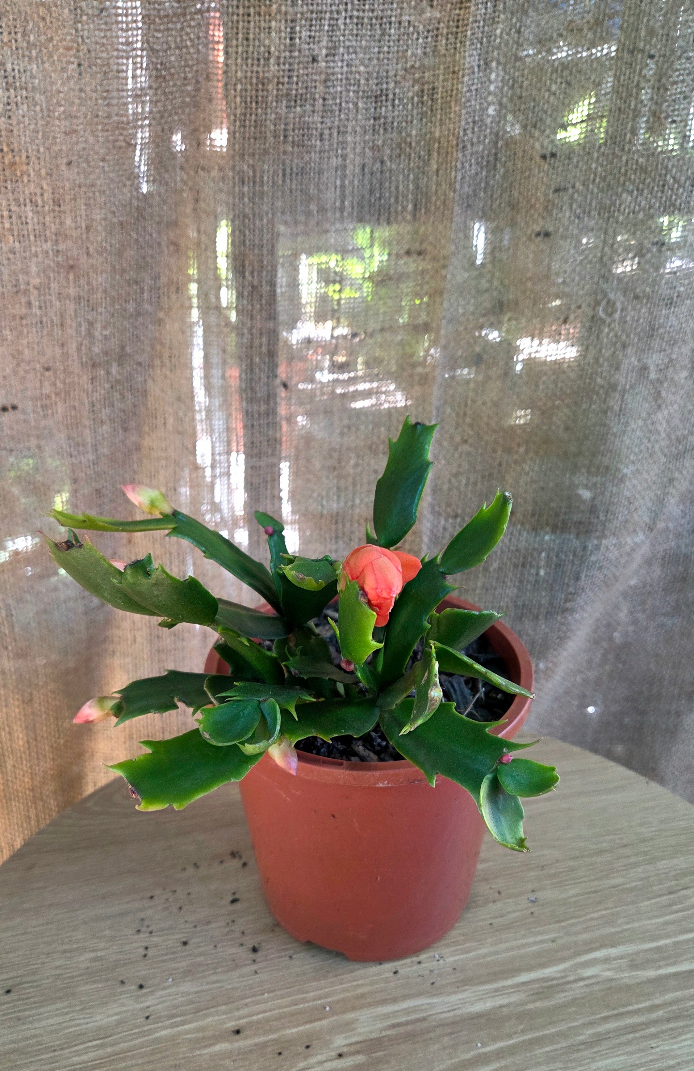 Zygo ORANGE