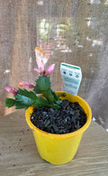 Zygo PEACHY