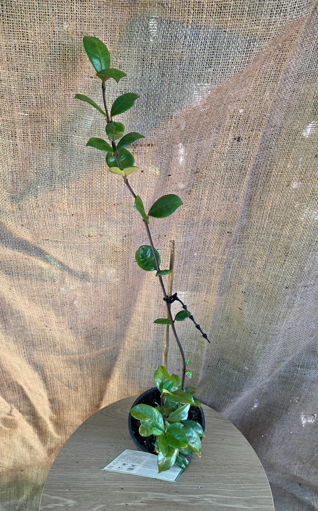 Trachelospermum jasminoides