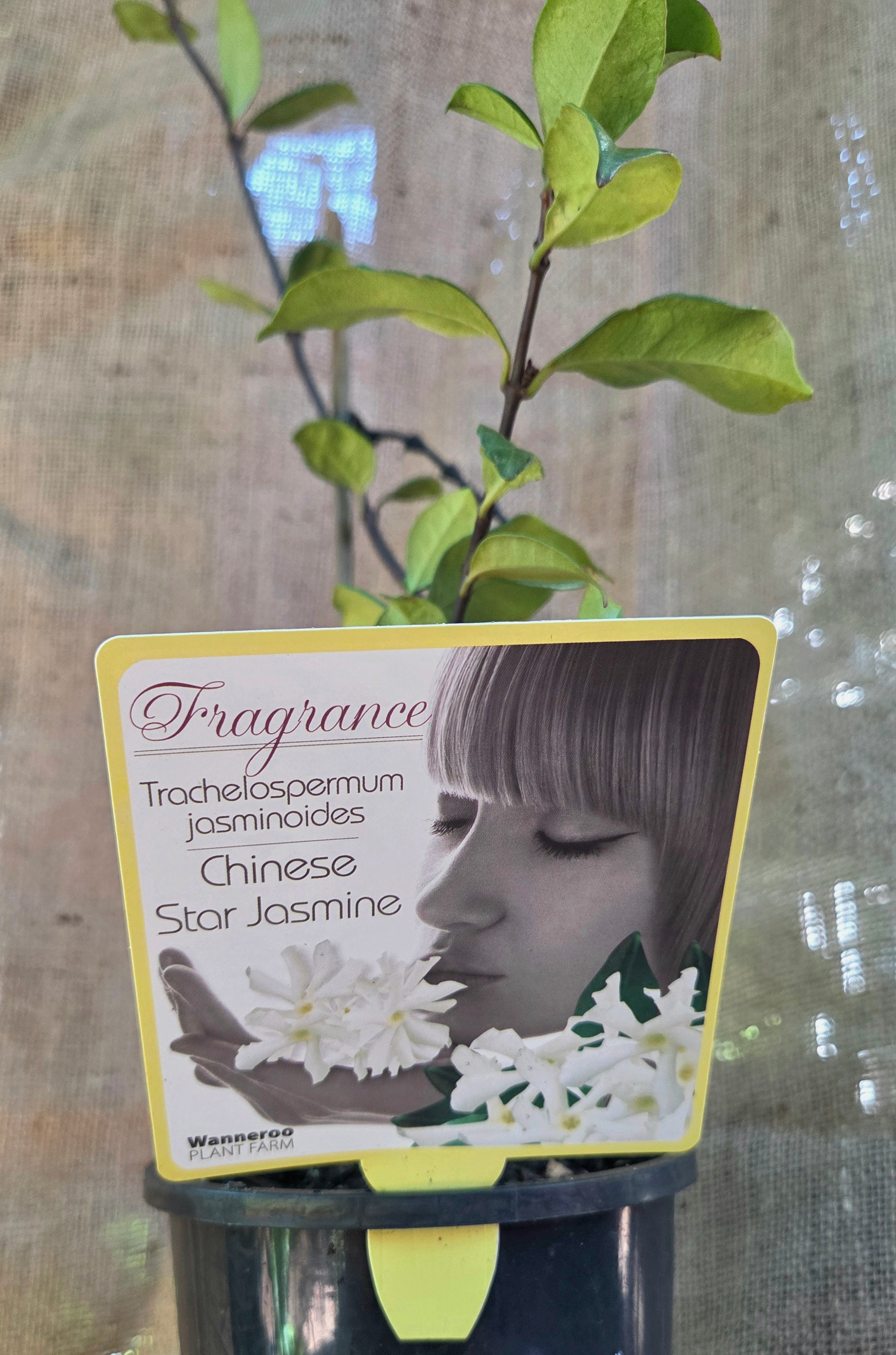 Trachelospermum jasminoides