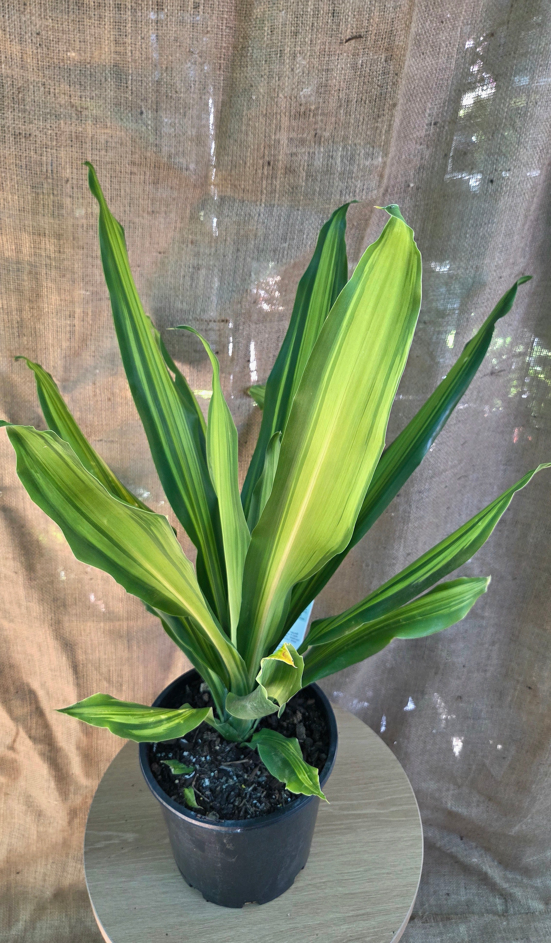Dracaena Happy plant