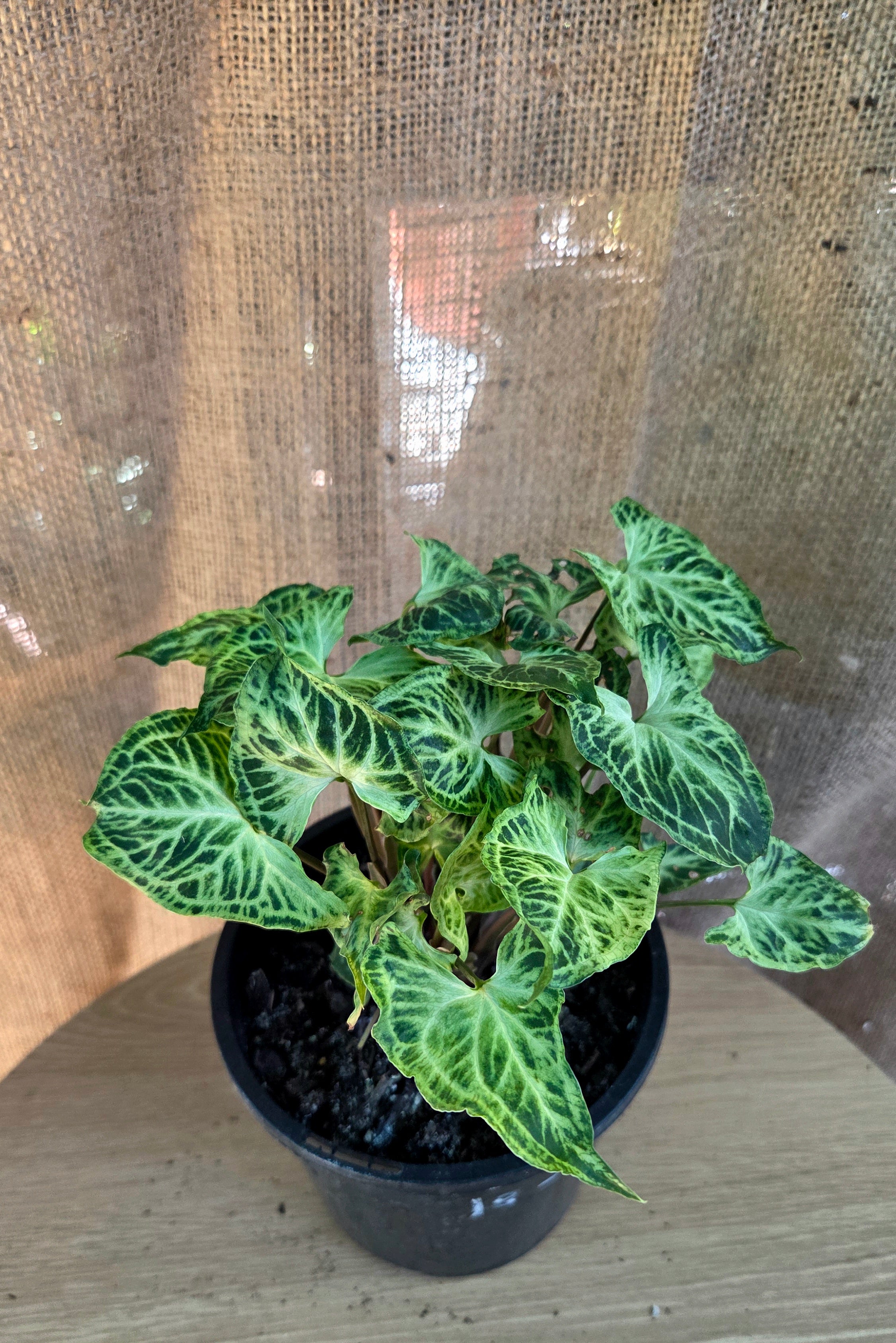 Syngonium Batik