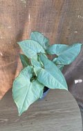 Syngonium sp.