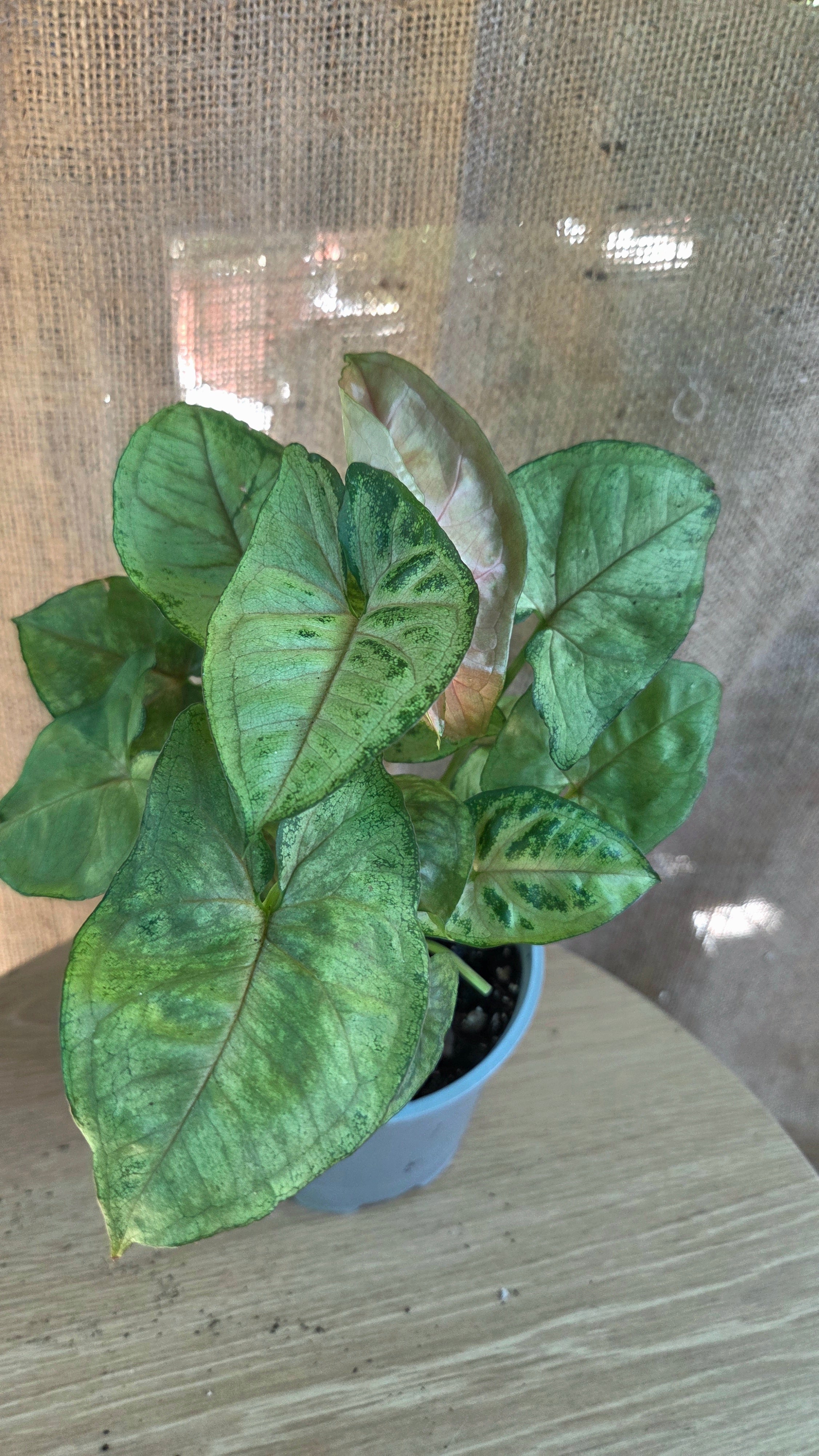 Syngonium sp.