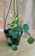 Xerosicyos Danguyi