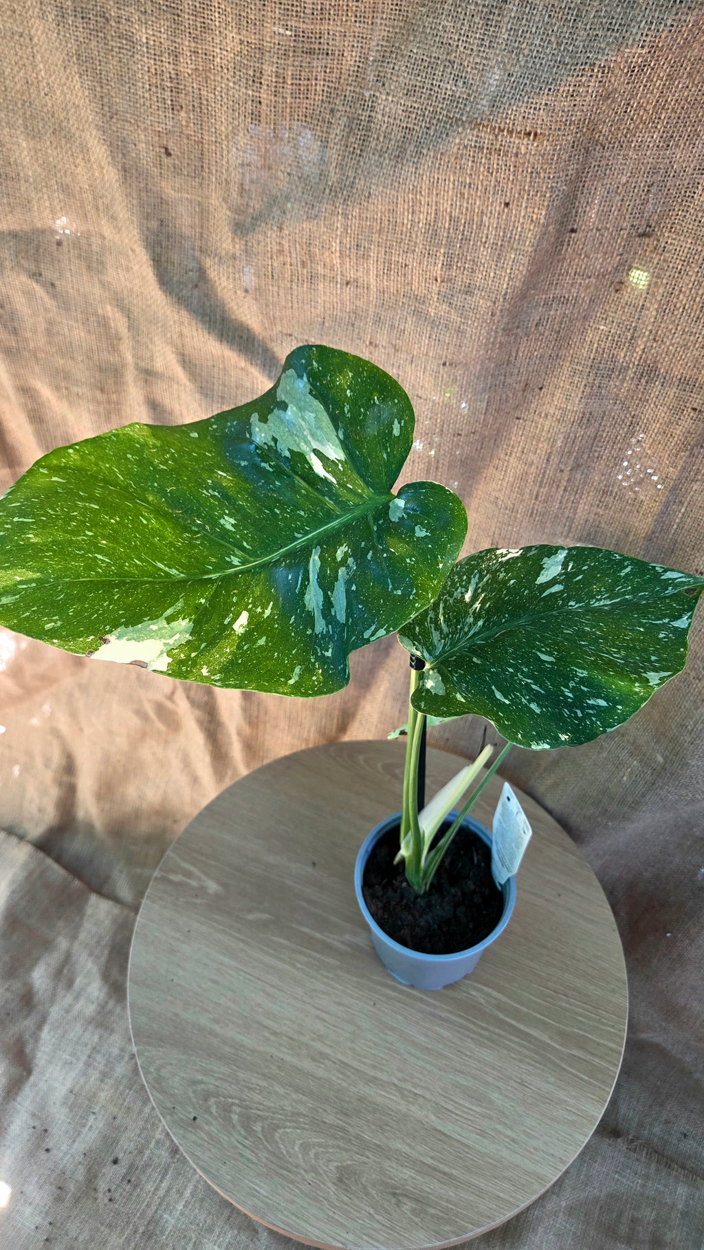 Monstera Thai Constellation