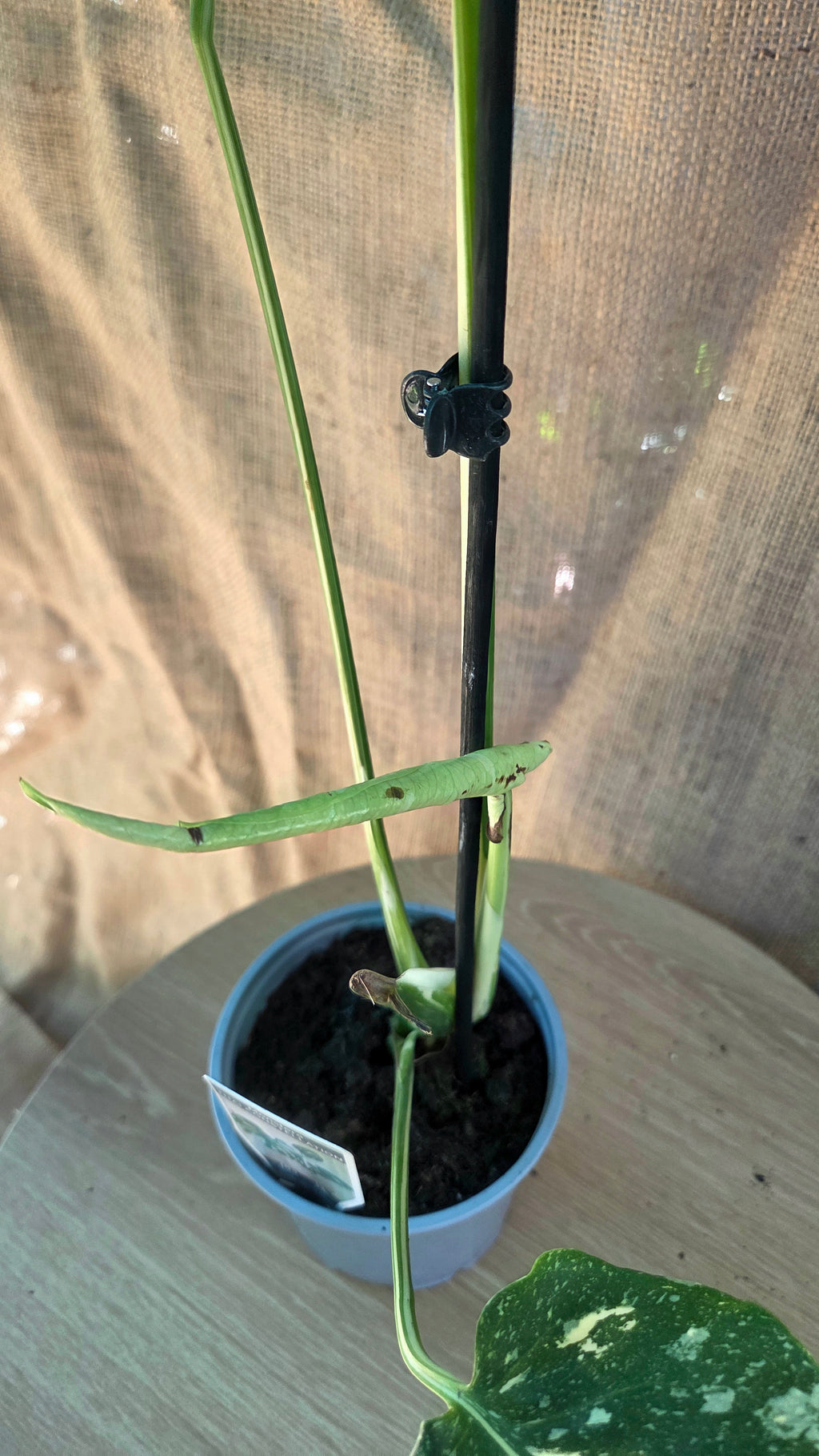 Monstera Thai Constellation