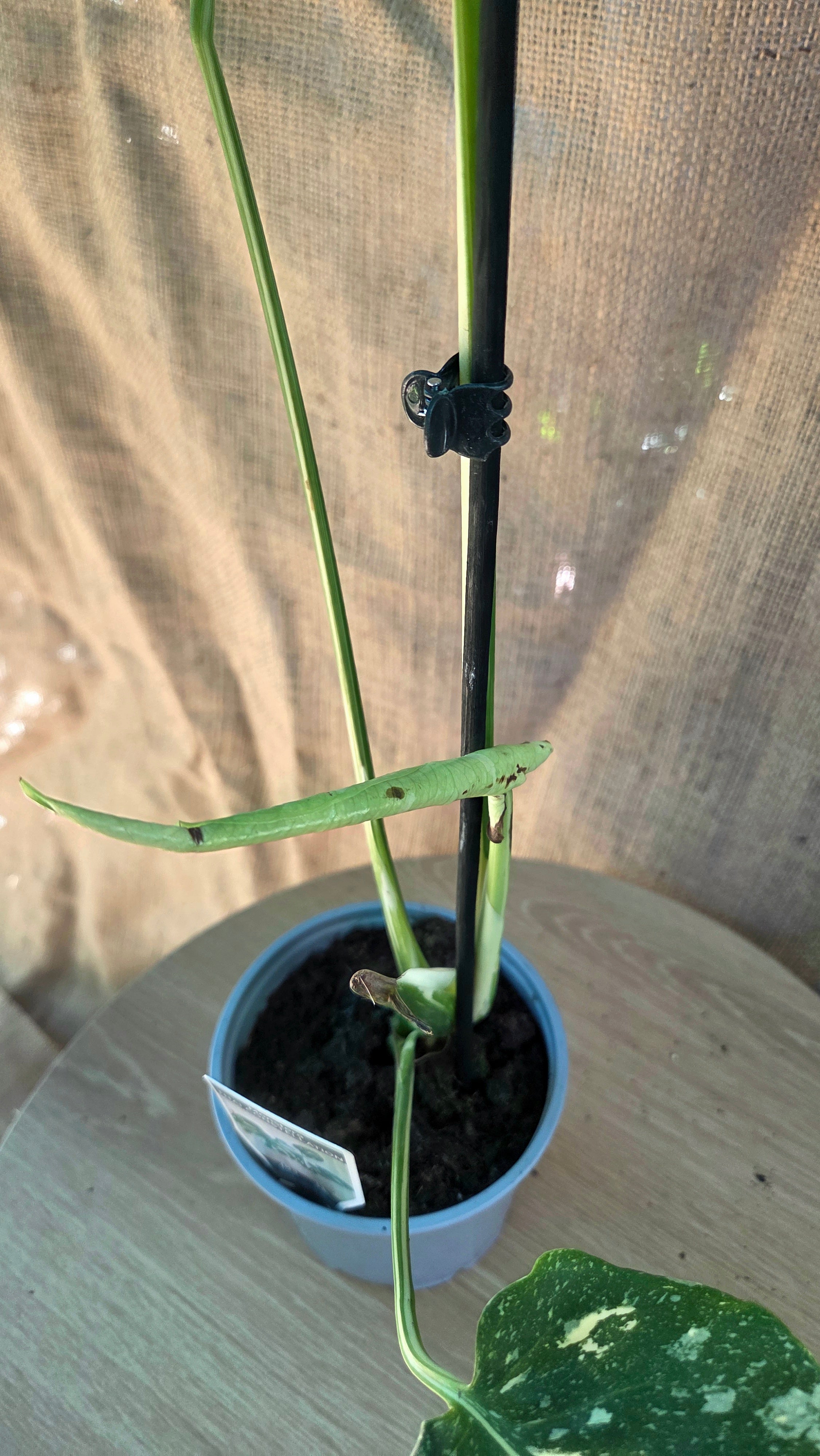 Monstera Thai Constellation