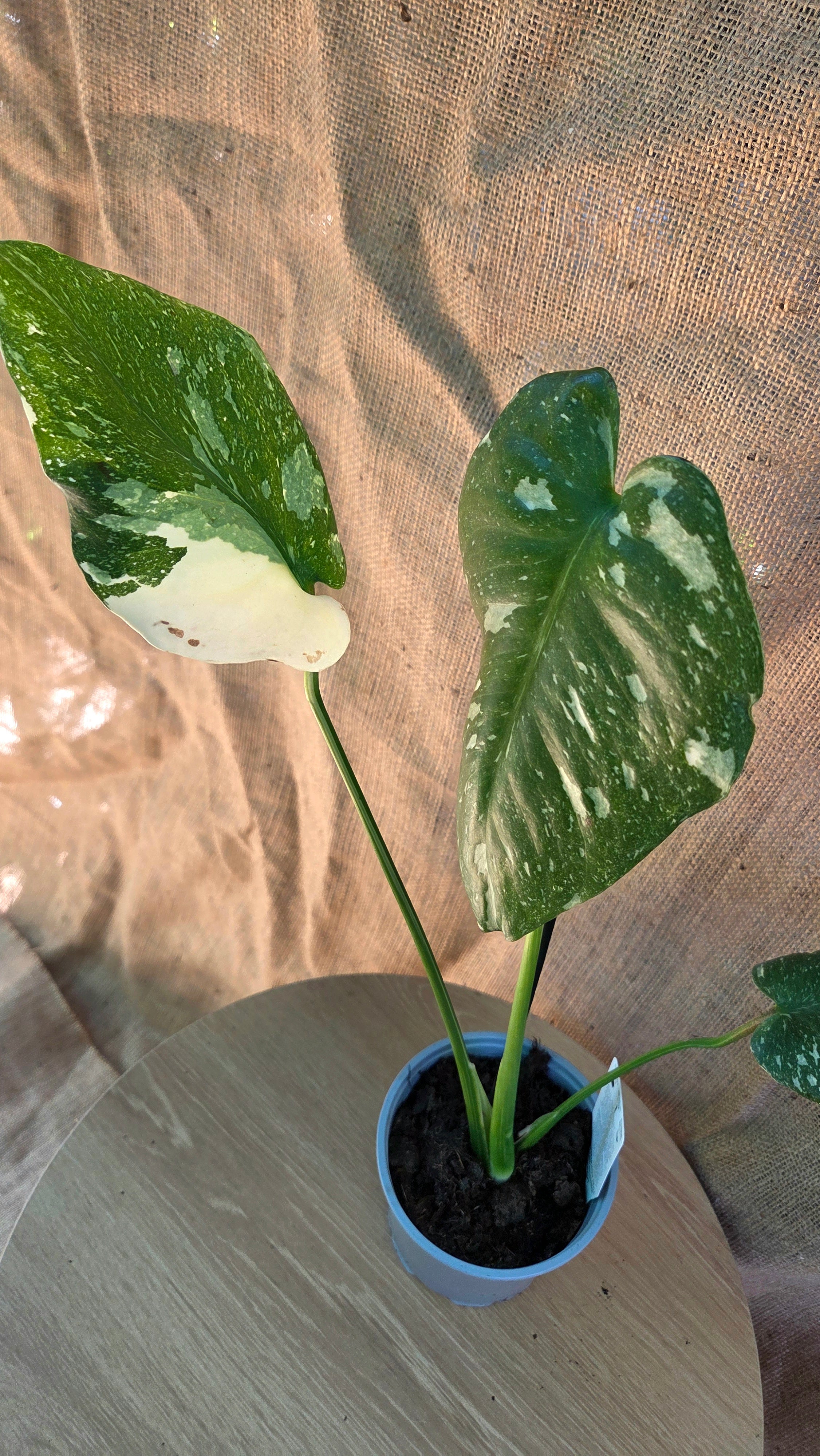 Monstera Thai Constellation