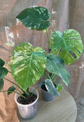 Monstera MINT