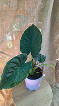 Alocasia Wentii