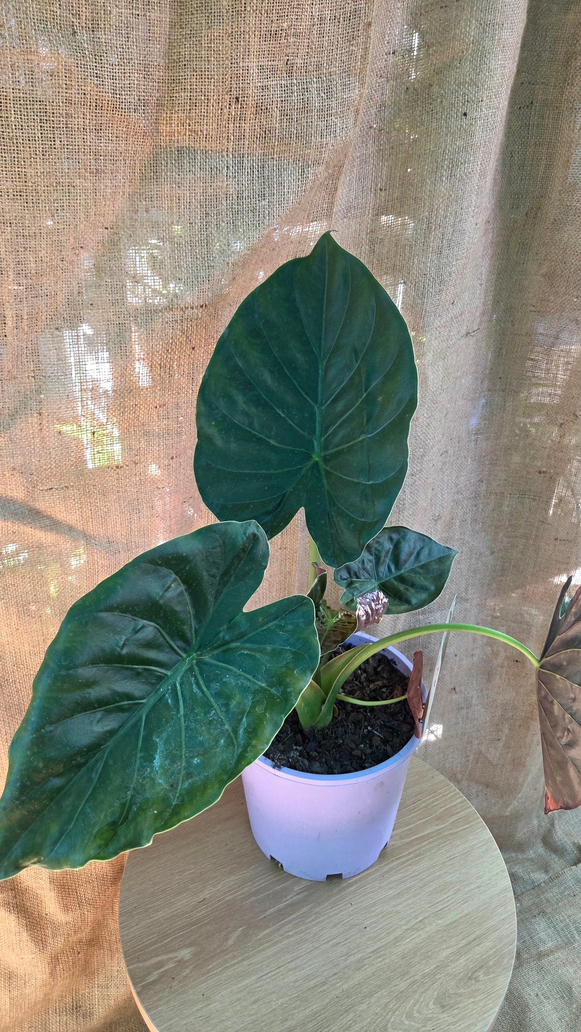 Alocasia Wentii
