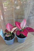 Aglaonema sp.
